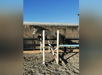 Connemara, Merrie, 5 Jaar, 153 cm, Schimmel
