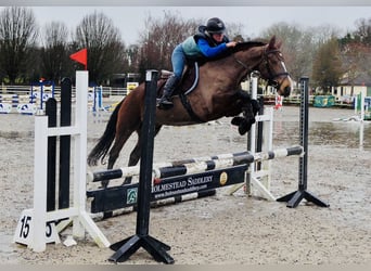 Connemara, Merrie, 5 Jaar, 155 cm, Bruin