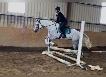 Connemara, Merrie, 5 Jaar, 155 cm, Wit