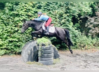 Connemara Mix, Merrie, 5 Jaar, 155 cm, Zwart
