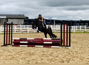 Connemara Mix, Merrie, 5 Jaar, 155 cm, Zwart