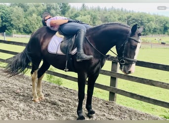 Connemara Mix, Merrie, 5 Jaar, 155 cm, Zwart