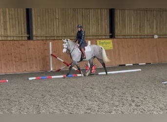 Connemara, Merrie, 5 Jaar, 157 cm, Schimmel