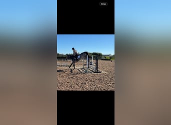 Connemara, Merrie, 6 Jaar, 138 cm, Falbe