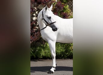 Connemara, Merrie, 6 Jaar, 138 cm, Schimmel