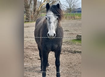 Connemara, Merrie, 6 Jaar, 145 cm, Schimmel