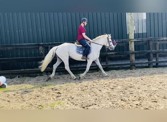 Connemara, Merrie, 6 Jaar, 146 cm, Schimmel