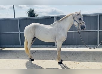 Connemara, Merrie, 6 Jaar, 146 cm, Schimmel