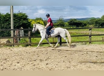 Connemara, Merrie, 6 Jaar, 146 cm, Schimmel