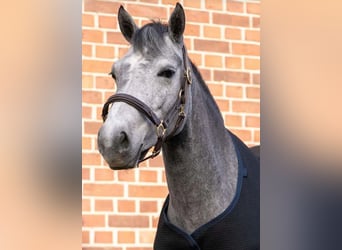 Connemara Mix, Merrie, 6 Jaar, 146 cm, Schimmel