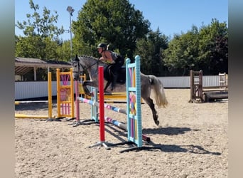 Connemara, Merrie, 6 Jaar, 147 cm, Appelschimmel