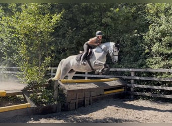 Connemara, Merrie, 6 Jaar, 147 cm, Appelschimmel