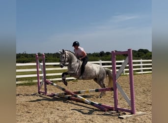 Connemara, Merrie, 6 Jaar, 147 cm, Appelschimmel