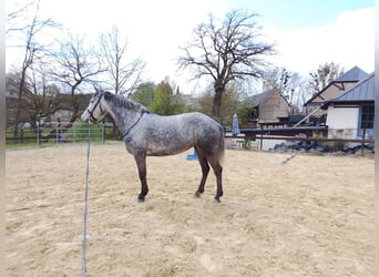 Connemara, Merrie, 6 Jaar, 148 cm, Appelschimmel