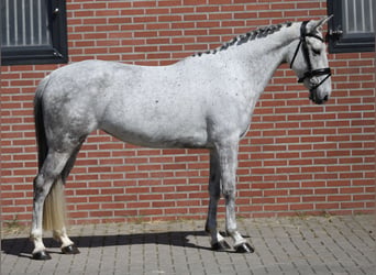 Connemara, Merrie, 6 Jaar, 148 cm, Schimmel