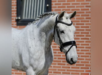 Connemara, Merrie, 6 Jaar, 148 cm, Schimmel