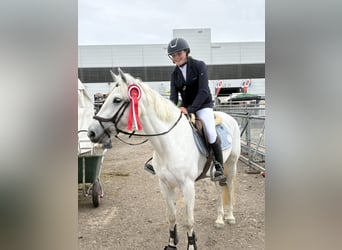 Connemara, Merrie, 6 Jaar, 148 cm, Schimmel