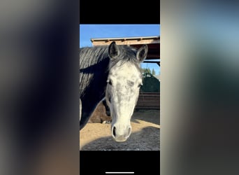 Connemara, Merrie, 6 Jaar, 150 cm, Schimmel