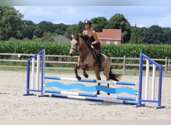 Connemara, Merrie, 6 Jaar, 151 cm, Falbe