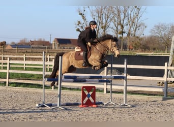 Connemara, Merrie, 6 Jaar, 151 cm, Falbe