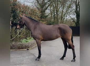 Connemara, Merrie, 6 Jaar, 155 cm, Roodbruin