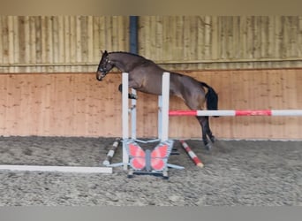 Connemara, Merrie, 6 Jaar, 155 cm, Roodbruin