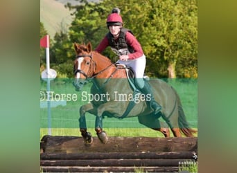 Connemara Mix, Merrie, 6 Jaar, 155 cm, Vos