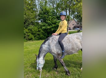 Connemara, Merrie, 6 Jaar, 157 cm, Appelschimmel