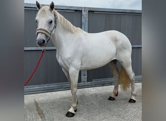 Connemara, Merrie, 7 Jaar, 145 cm, Schimmel