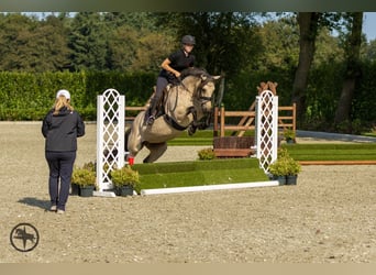 Connemara, Merrie, 7 Jaar, 146 cm, Buckskin