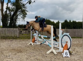 Connemara, Merrie, 7 Jaar, 147 cm, Falbe