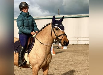 Connemara, Merrie, 7 Jaar, 147 cm, Falbe