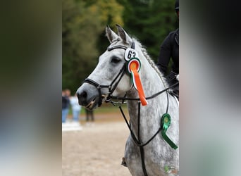 Connemara, Merrie, 7 Jaar, 148 cm, Appelschimmel