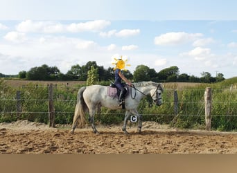 Connemara, Merrie, 7 Jaar, 148 cm, Schimmel