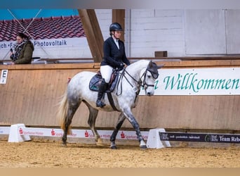 Connemara, Merrie, 7 Jaar, 148 cm, Schimmel