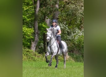 Connemara, Merrie, 7 Jaar, 148 cm, Schimmel