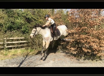 Connemara, Merrie, 7 Jaar, 154 cm, Falbe