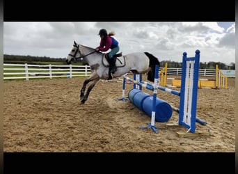 Connemara, Merrie, 7 Jaar, 154 cm, Falbe