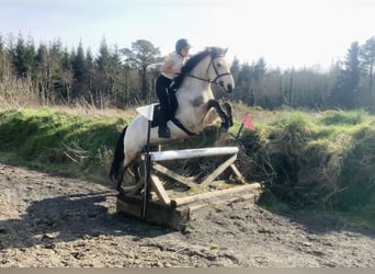 Connemara, Merrie, 7 Jaar, 154 cm, Falbe