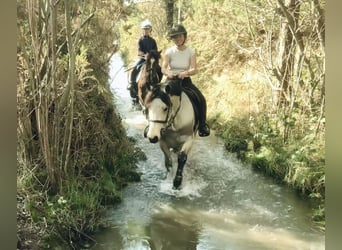 Connemara, Merrie, 7 Jaar, 154 cm, Falbe