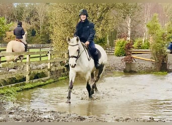 Connemara, Merrie, 7 Jaar, 155 cm, Schimmel