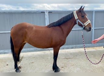 Connemara, Merrie, 8 Jaar, 140 cm, Bruin