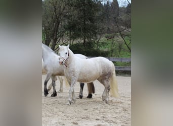 Connemara, Merrie, 8 Jaar, 144 cm, Schimmel