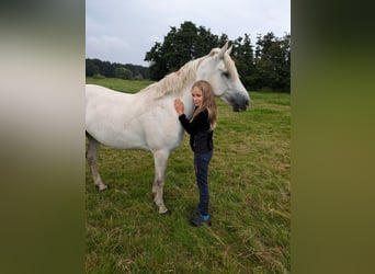 Connemara, Merrie, 8 Jaar, 147 cm, Schimmel