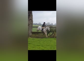 Connemara, Merrie, 8 Jaar, 148 cm, Schimmel