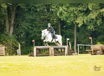 Connemara, Merrie, 8 Jaar, 148 cm, Schimmel