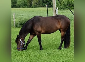 Connemara, Merrie, 8 Jaar, 152 cm, Donkerbruin