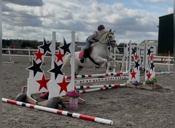 Connemara, Merrie, 8 Jaar, 152 cm, Roodbruin