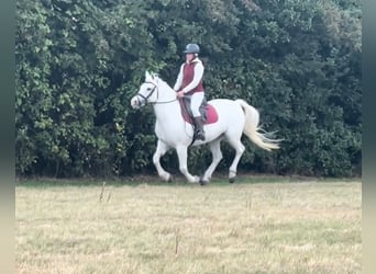 Connemara, Merrie, 8 Jaar, 152 cm, Roodbruin
