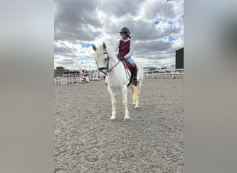 Connemara, Merrie, 8 Jaar, 152 cm, Schimmel